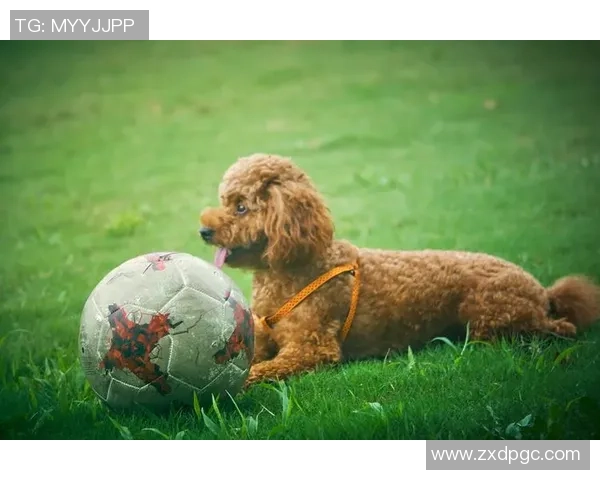 足球泰迪的奇幻冒险之旅带你领略绿茵场上的友情与梦想